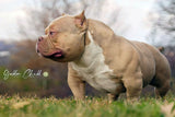 Mini American Bully