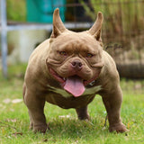 Saki Bomb - Micro | Nano Bully