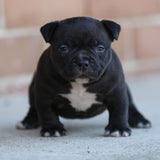 Micro mini Bully