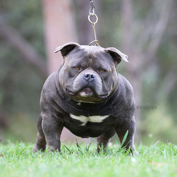 American bully vitamins best sale