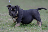 Pocket Extreme American Bully puppy