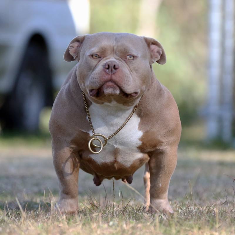 Lilac Tri American Bully - Gnetix Bullies Rozay – G-NETIX AMERICAN ...