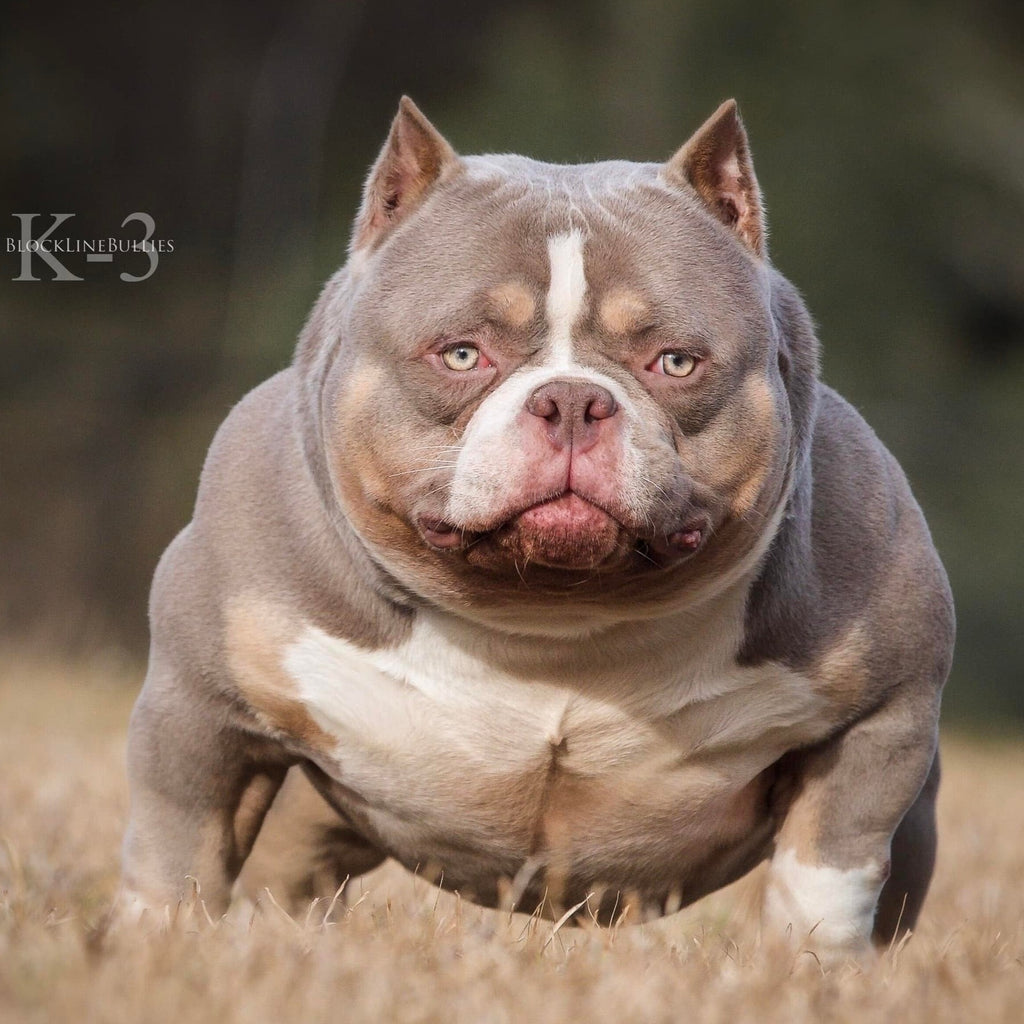 Angsty Bully Lilac Tri American Pocket Bully Sensation – G-NETIX AMERICAN BULLIES ...