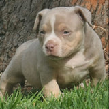 American Bully puppies for sale Australia