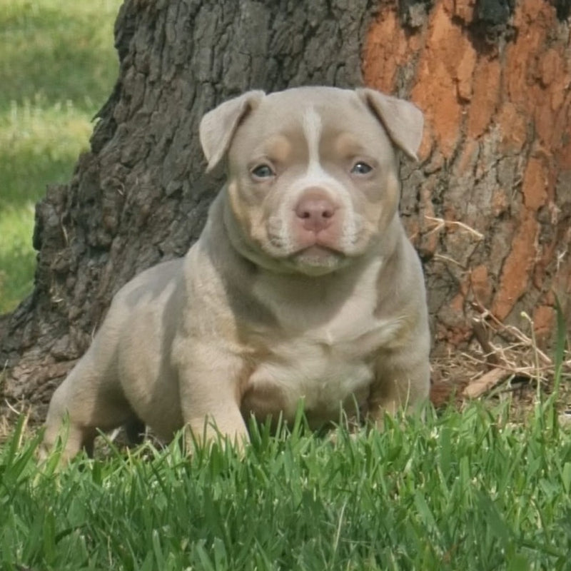 American Bully for sale in Sydney