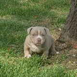 Lilac Tri Male American Bully for sale