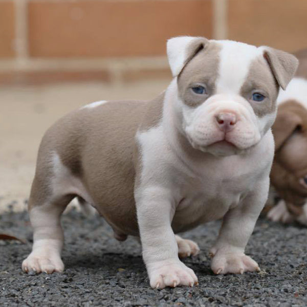 Lilac american bully puppy sales