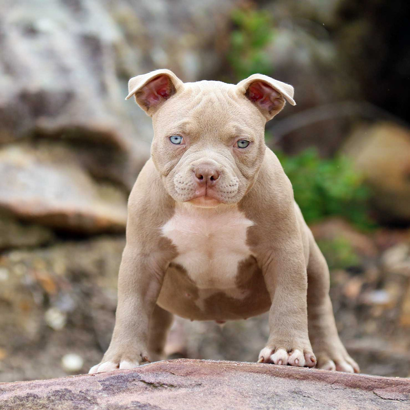 Lilac american fashion bully for