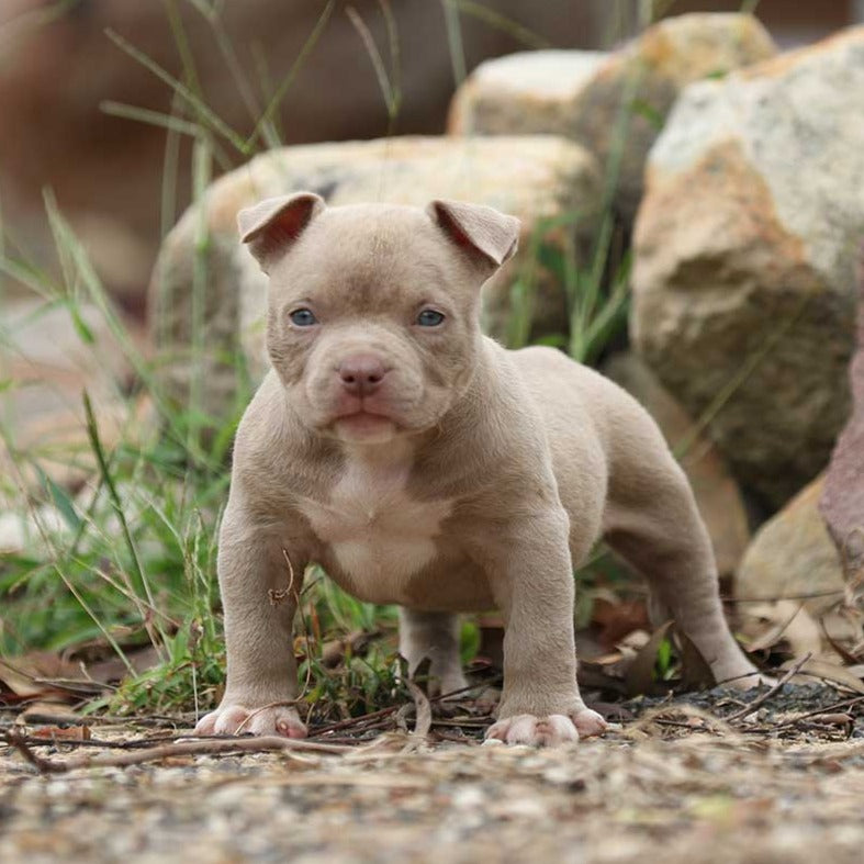 Stella – G-NETIX AMERICAN BULLIES AUSTRALIA