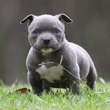 American Pocket Bully for sale