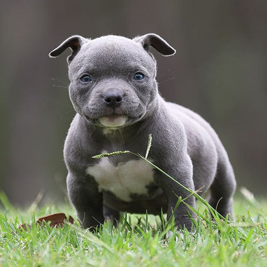 American Pocket Bully for sale