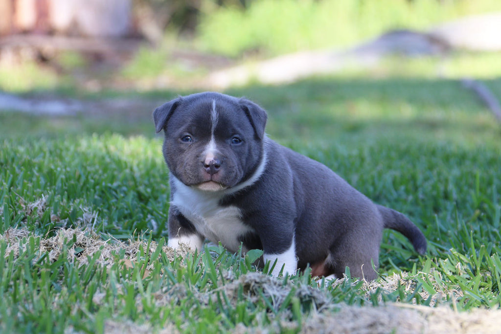 Chappo - American Bully Puppies - Gnetix Bullies – G-NETIX AMERICAN ...