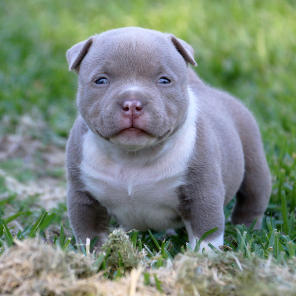 Bullies pitbull puppies best sale