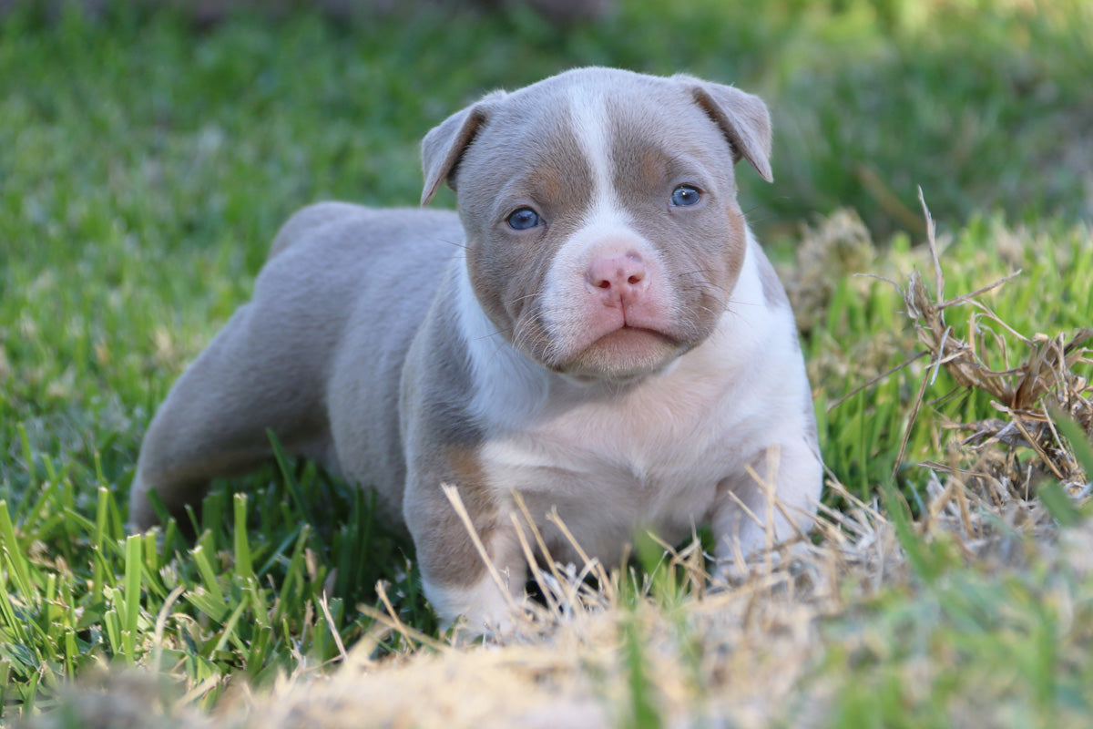 Mini Blue Nose Pitbull Pocket Pitbull Puppy Pocket Bully Blue Nose Blue  Micro Mini, image size:1200x800