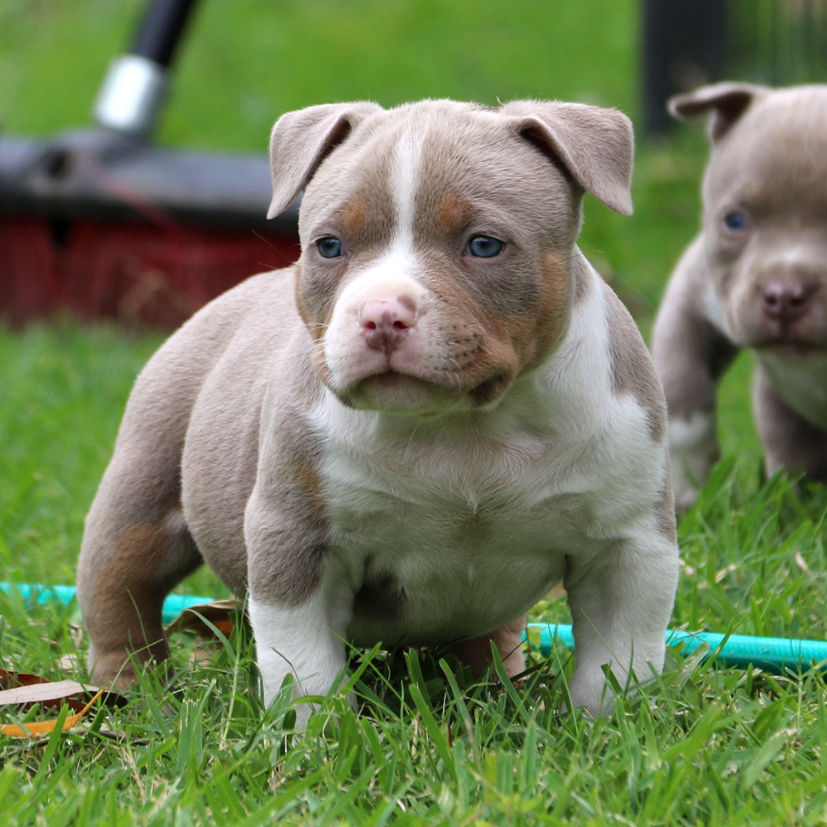 Lilac Color Pitbull Champagne Tri Color Bully Champagne Tri Color