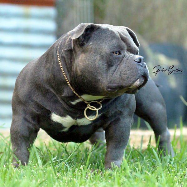 The American Bully THE G CODE G NETIX AMERICAN BULLIES AUSTRALIA