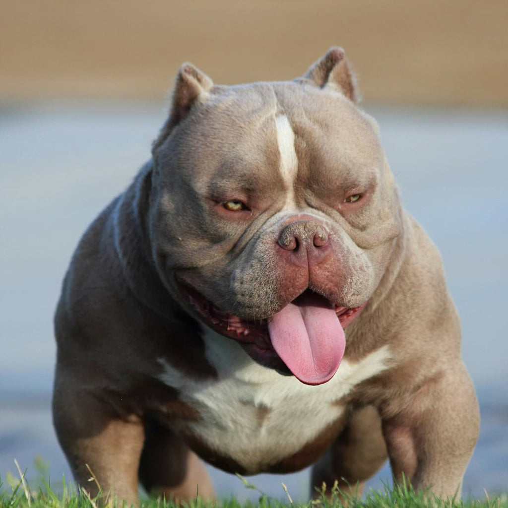 Bulldragger Dagger – G-NETIX AMERICAN BULLIES AUSTRALIA
