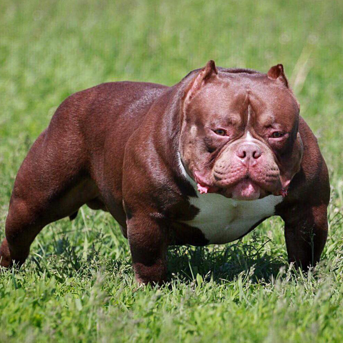 Red Standard American Bully