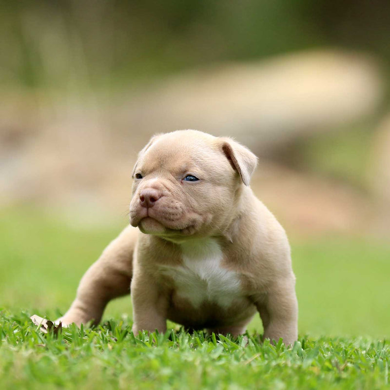 GC x Mulan Male Champagne Tri – G-NETIX AMERICAN BULLIES AUSTRALIA