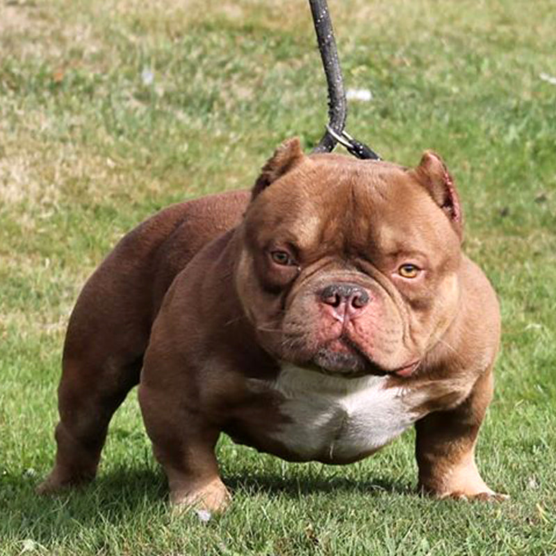 Micro American Bully These Two Have Made Some Serious Bulls. Both