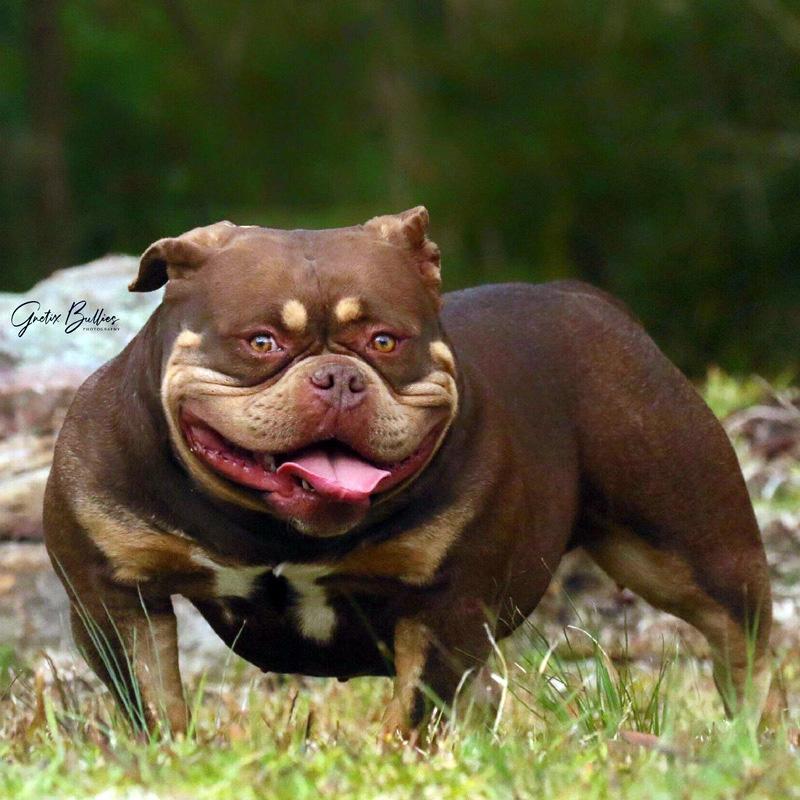 GC x Mulan Male Champagne Tri – G-NETIX AMERICAN BULLIES AUSTRALIA
