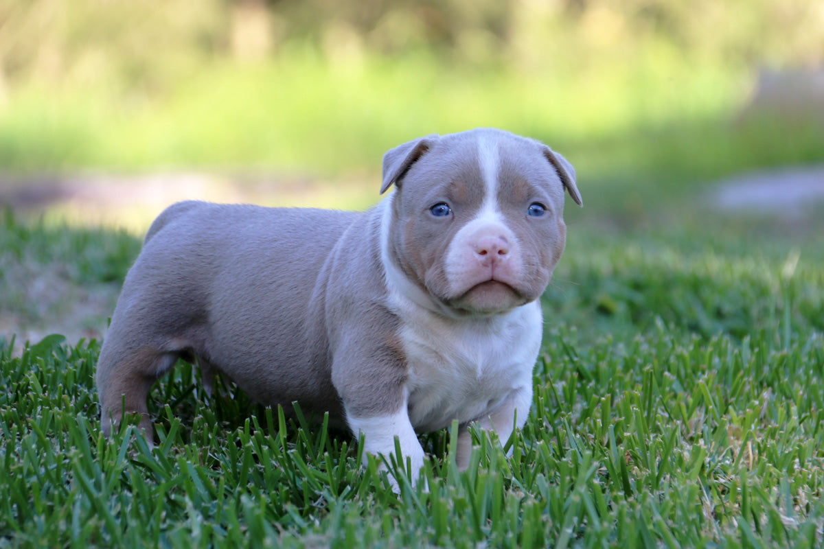 Lilac Tri American Bully Puppy Australia G NETIX AMERICAN BULLIES AUSTRALIA