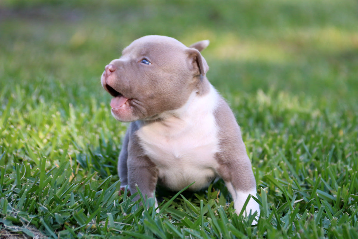 Lilac American Bully Puppies Australia – G-NETIX AMERICAN BULLIES AUSTRALIA