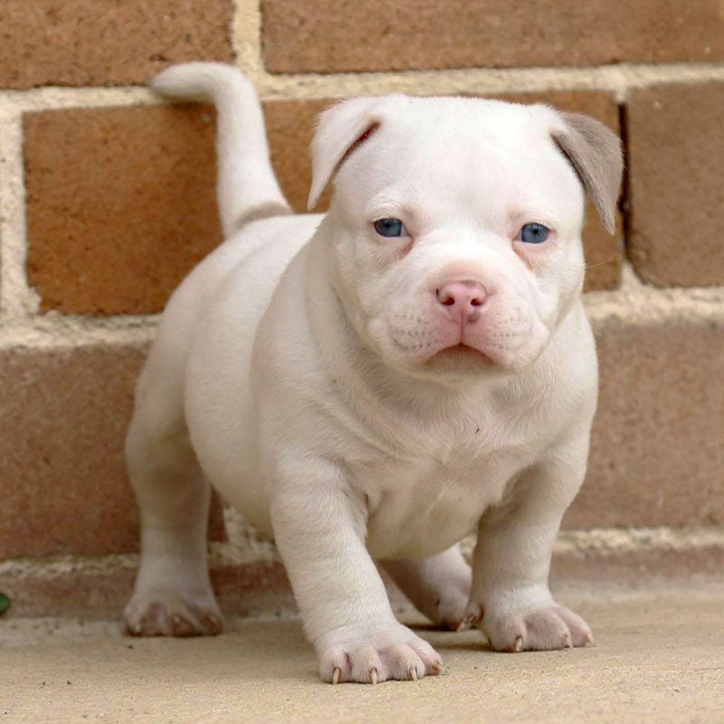 Bully Kennels Pocket Bully Puppies For Sale Near Me Clearance