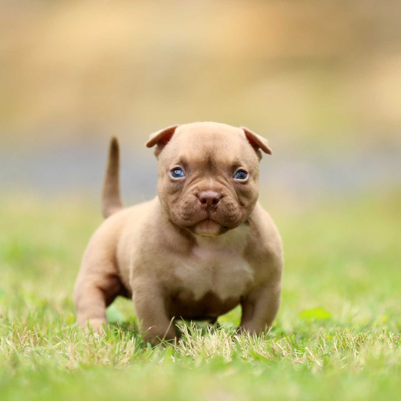 GC x Mulan Female MICRO Chocolate Champagne – G-NETIX AMERICAN