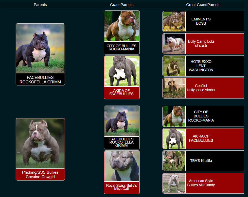 Golden Child – G-NETIX AMERICAN BULLIES AUSTRALIA