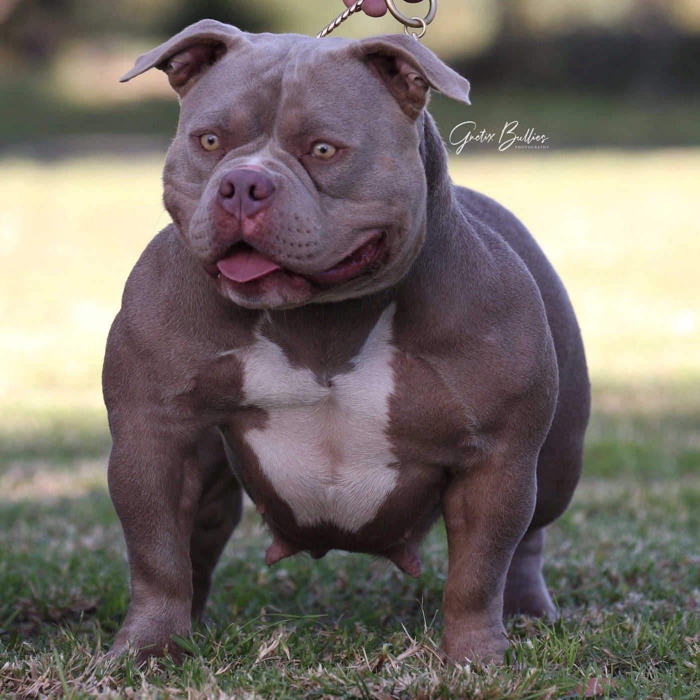 Lilac american fashion bully for