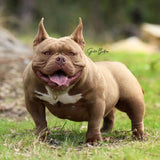 Micro exotic bully