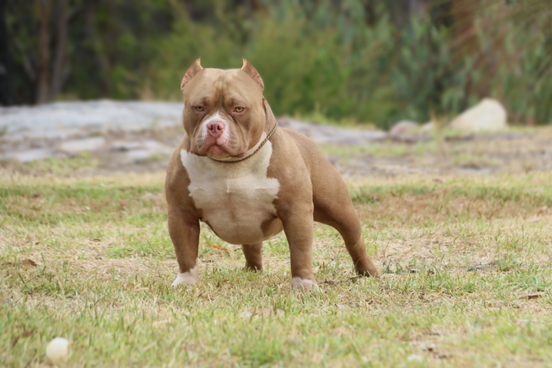 Dynamight kennels shop